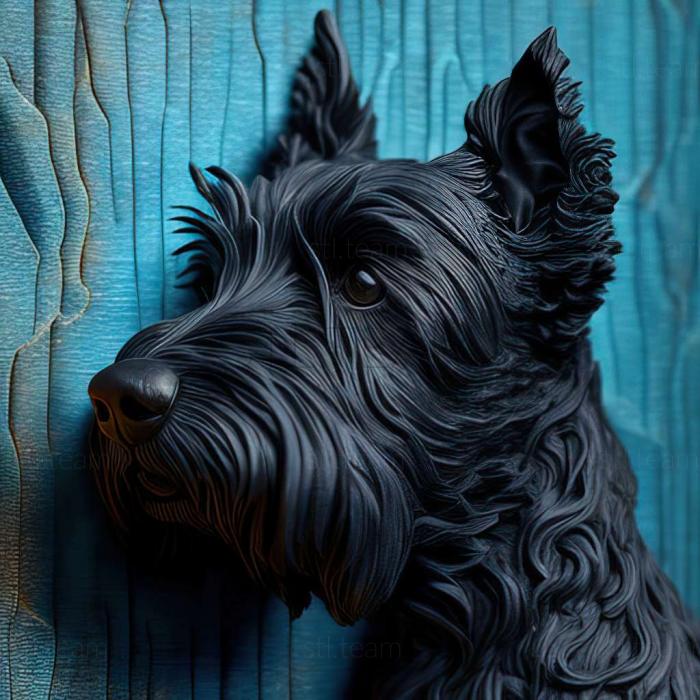 Kerry Blue Terrier dog